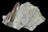 Fossil Belemnite (Paxillosus) Cluster - Mistelgau, Germany #139133-1